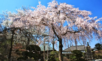 世田谷のしだれ桜