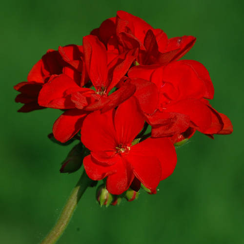 types of flowers beginning with f Red Geranium Flower | 500 x 500