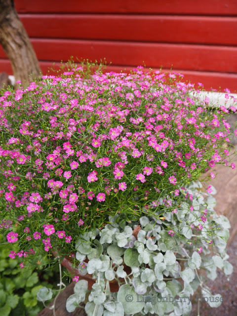 lingonberryhouse, garden , flowers, puutarha, kukkivat kukat