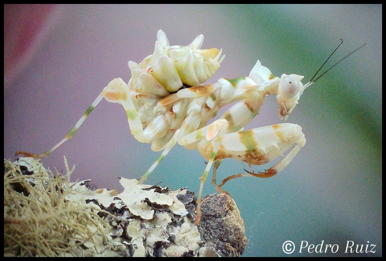 Ninfa hembra L6 de Chlidonoptera lestoni