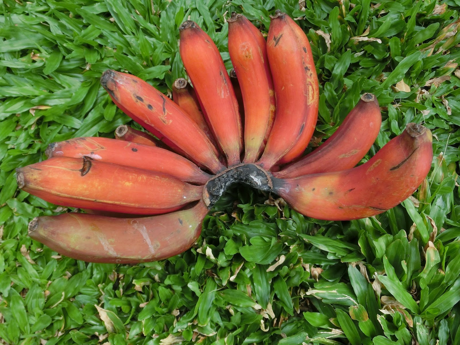    pisang  raja udang  merah