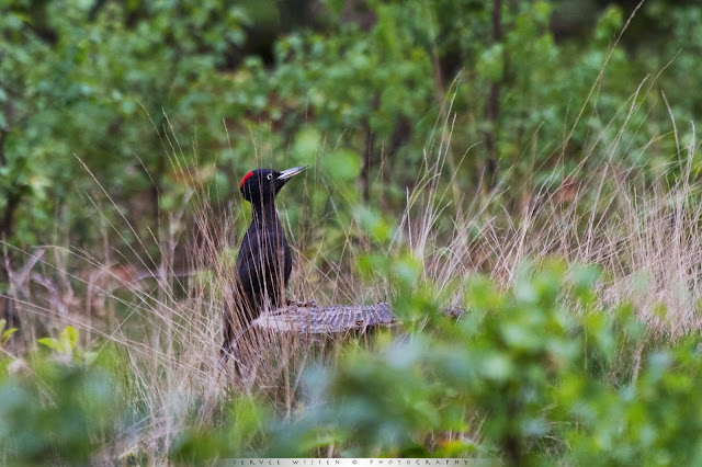 Zwarte Specht - Black Woodpecker - Dryocopus martius (ad f)