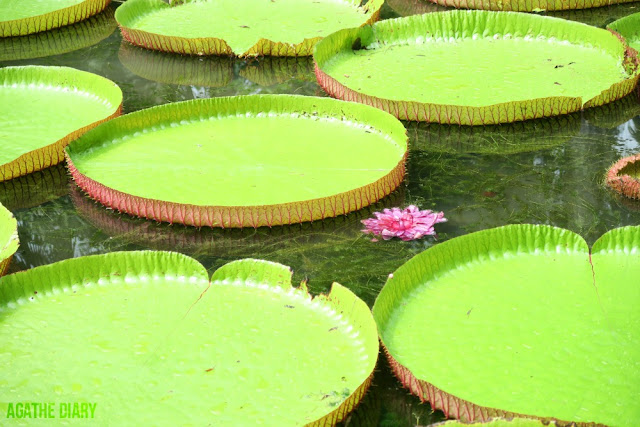 Nénuphars géants jardin pamplemousse île maurice agathe diary