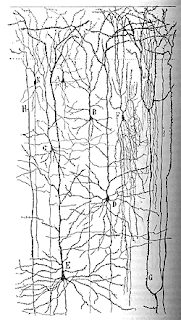Dibujos a mano exquisitamente detallados de Ramón y Cajal (1899) 4 muestran las principales células del cerebro (neuronas) y sus extensas interconexiones (vía sinapsis) en la capa superficial (materia gris) que constituye la verdadera estructura del cerebro. .