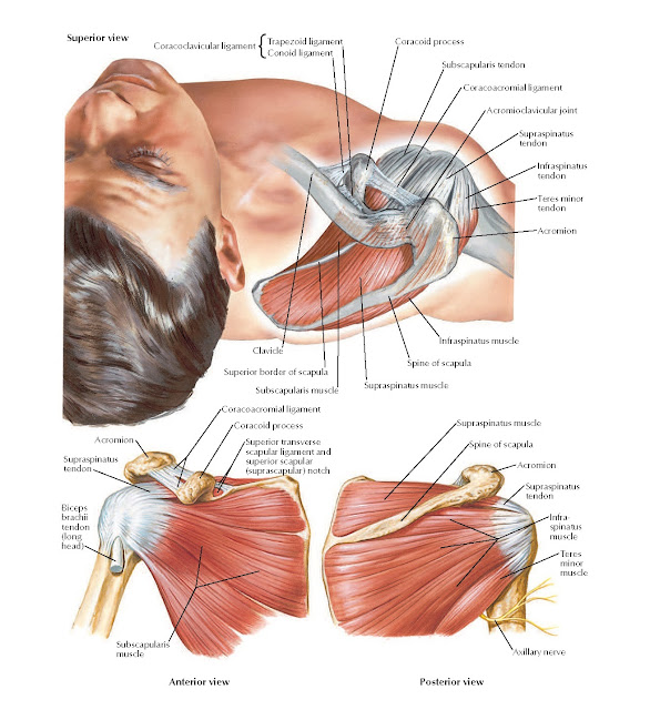 Muscles of Rotator (Compressor) Cuff Anatomy