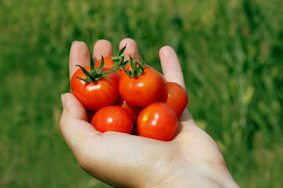 tomatoes