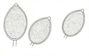 Зооспорангии Phytophthora cactorum