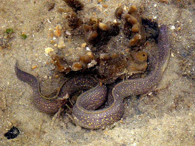 Estuarine Moray (Gymnothorax tile)