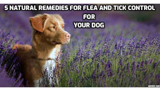 When it comes to protecting your furry friend from fleas and ticks, natural remedies for flea and tick control for dogs can be effective alternatives to chemical-based products.     #FleaAndTickControlForDogs, #NaturalRemedies, #FleaAndTickControl, #DogCare, #HealthyPets, #HomeRemedies ,#PetWellness, #TickPrevention, #FleaTreatment, #DIYDogCare, #HolisticPetCare, #NaturalPetProducts, #EssentialOilsForPets, #HerbalRemedies, #PetHealthTips, #OrganicPetCare, #PreventativeMeasures, #ChemicalFreePets, #HealthyHounds, #FleaFreeFidos, #TickRepellent, #PetSafeSolutions,