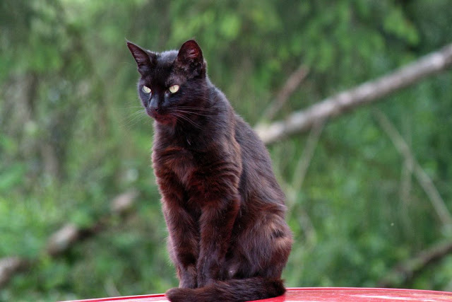 black cat nano kay kay on car top with red reflected light