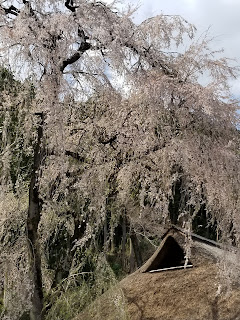 高麗神社のしだれ桜