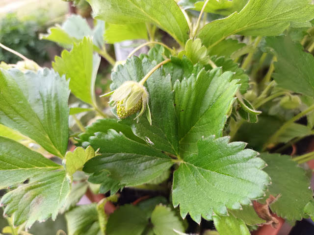 Fresones (Fragaria x ananassa). Fructificación.