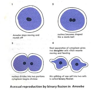 Reproduction in Amoeba