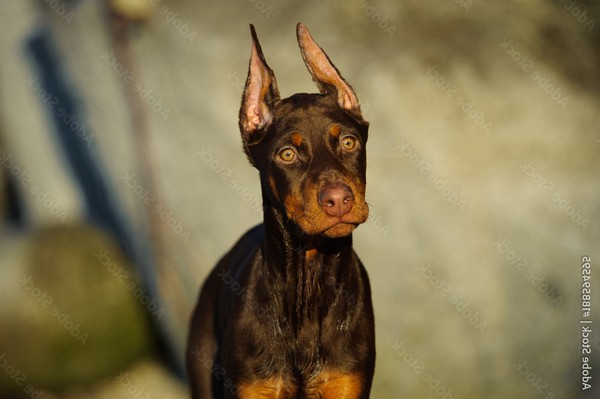 Doberman Pinscher Puppies For Sale With Ears Cropped Near Me