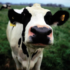 cow