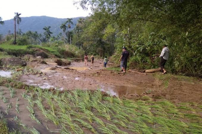 Banjir di Pasaman Rusak 10 Hektar Lahan Pertanian dan Jembatan