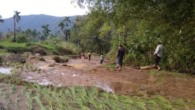 Banjir di Pasaman Rusak 10 Hektar Lahan Pertanian dan Jembatan