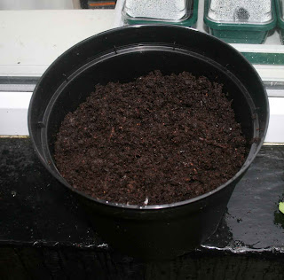 A healthy quantity of potting compost in the pot