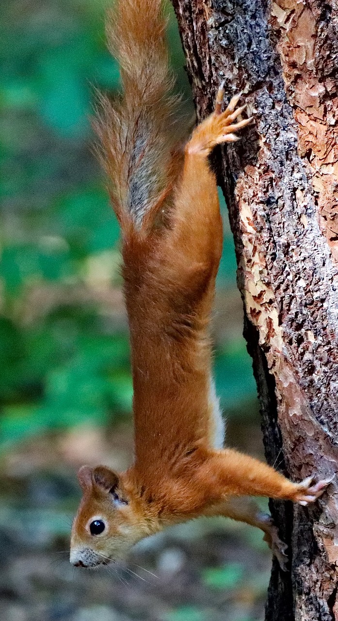 Squirrel amazing stretch.