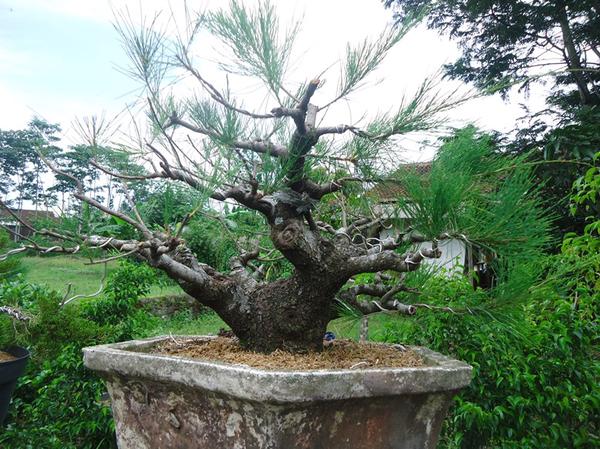 TANAMAN HIAS cara bonsai pohon cemara udang