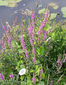 Purple Loosestrife, Lythrum salicaria.   On the River Medway downstream from Hartlake Bridge, 25 July 2014.