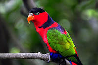 Picture Of Parrot Bird