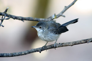 Curruca cabecinegra joven