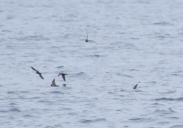 Ashy Storm-Petrels