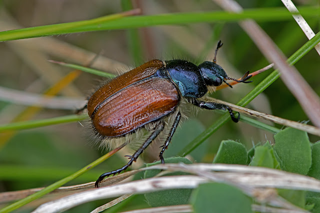 Phyllopertha horticola the Garden Chafer