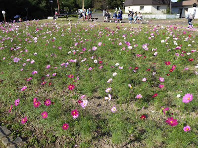 花博記念公園鶴見緑地のコスモス