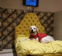 dog boarding in gurgaon price,dogs hotel,dog friendly hotels