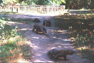 komodo island 4