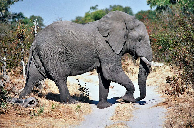 Moremi Game Reserve Botswana Africa