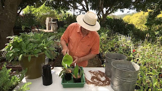 Gardening Australia ep.36 2017