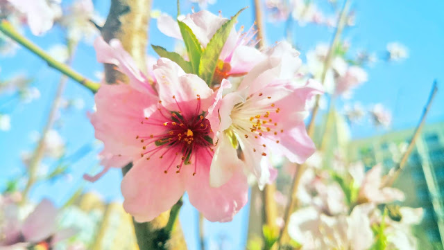 spring flowers under Coronavirus Peach blossoms, lilac blossoms, begonia