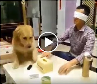 Strange: A dog helps a blind man