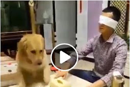 بالفيديو شاهد كيف يساعد الكلب هذا الشخص الأعمى Dog Helps a Blind Man