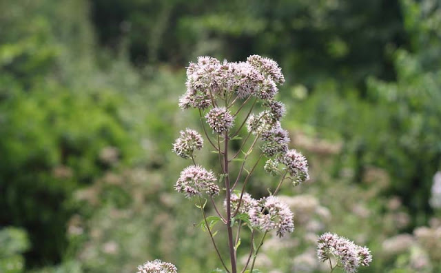 Joe-Pye Weed Flowers