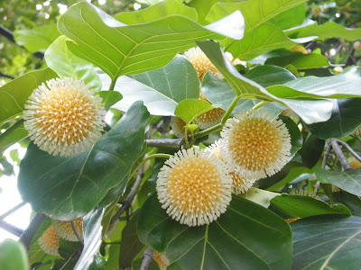  Gempol ( Nauclea orientalis )