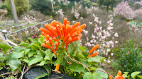 淡水楓樹湖「巨石花園」賞木蓮花 (木蘭） / 桃花源 百年古厝「石頭屋」秘境賞櫻 炮仗花