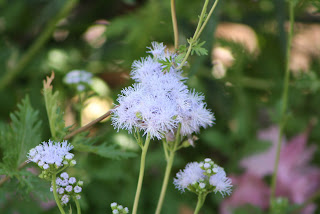 Greggs mistflower