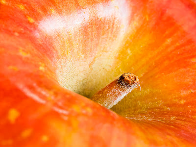 Colección de plantas, flores y frutas (12 imágenes closup)