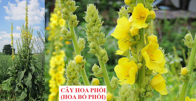 Cây Hoa Chữa Bệnh - CÂY HOA PHỔI (HOA BỔ PHỔI)