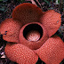 Rafflesia mekar lagi di taba penanjung