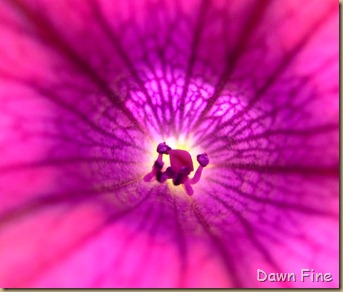 flower photos_049