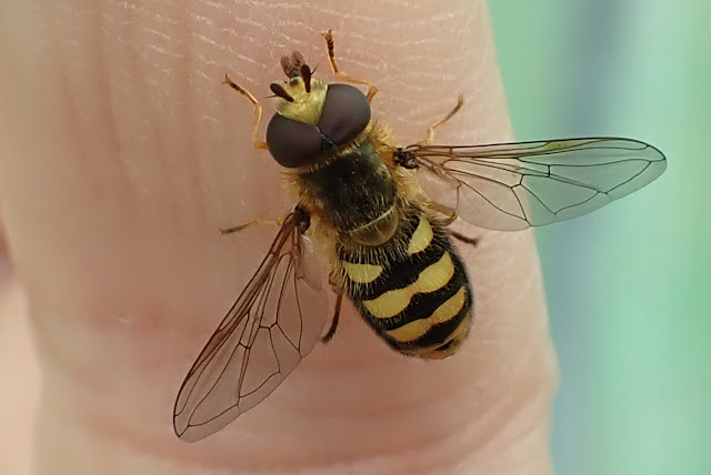 Hoverfly