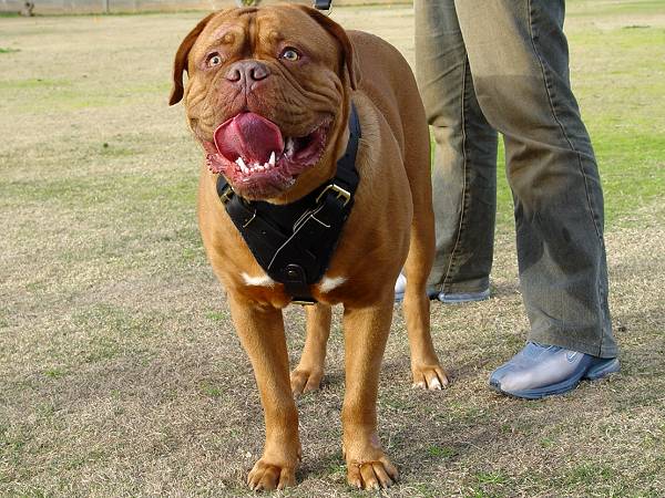 dogue de bordeaux cross pitbull. Dogue De Bordeaux Breeders