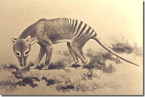 extanThylacine-thylacinus-cynocephalus-kn
