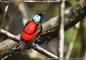 a male Wilson's Bird of Paradise was waiting for his mating partners.