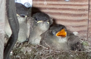 Eastern phoebe (Sayornis phoebe)